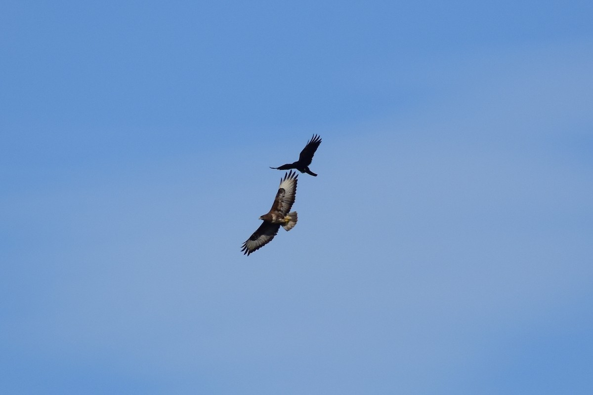 Common Buzzard - ML646298844