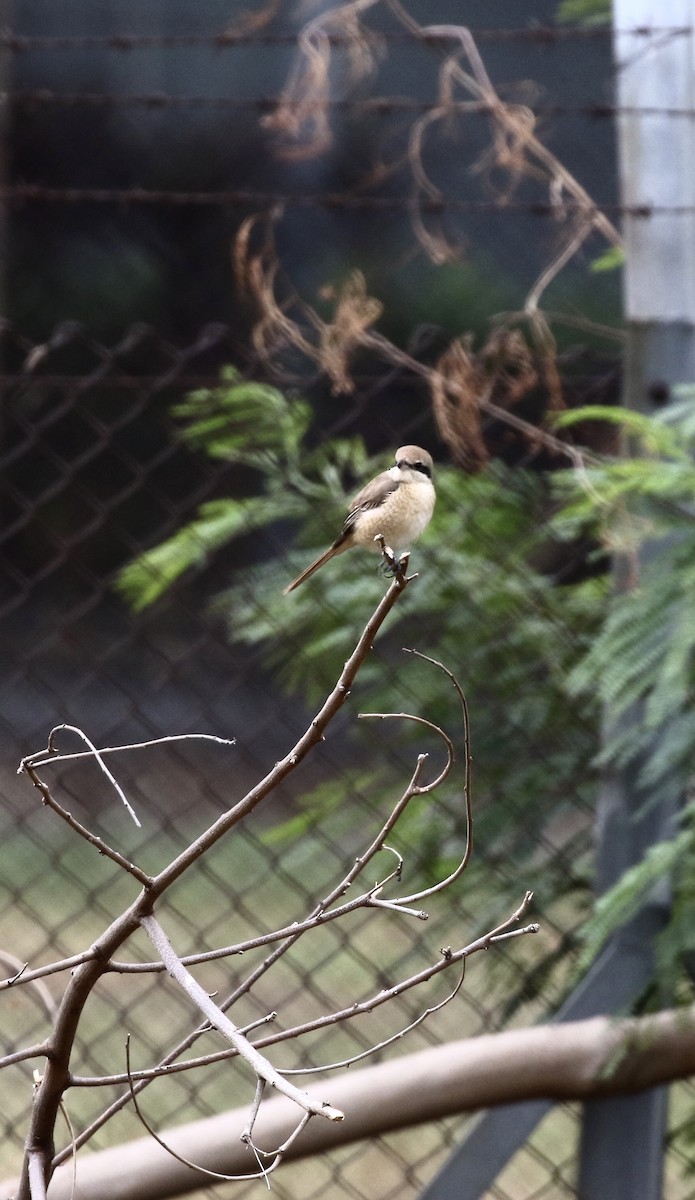 Brown Shrike - ML646298848