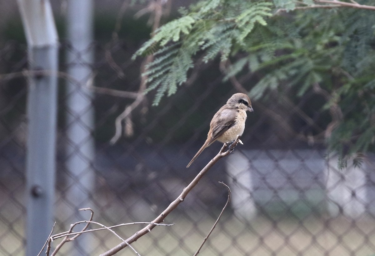 Brown Shrike - ML646298849