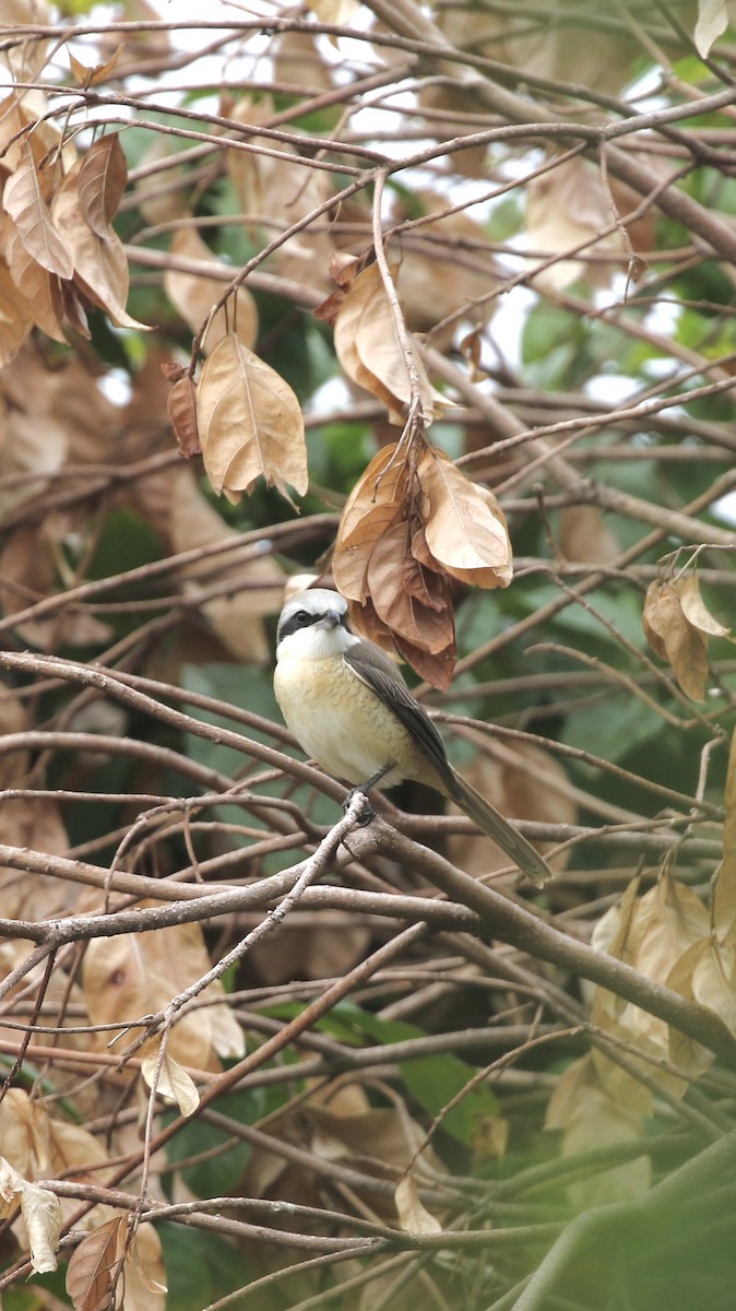 Brown Shrike - ML646298854