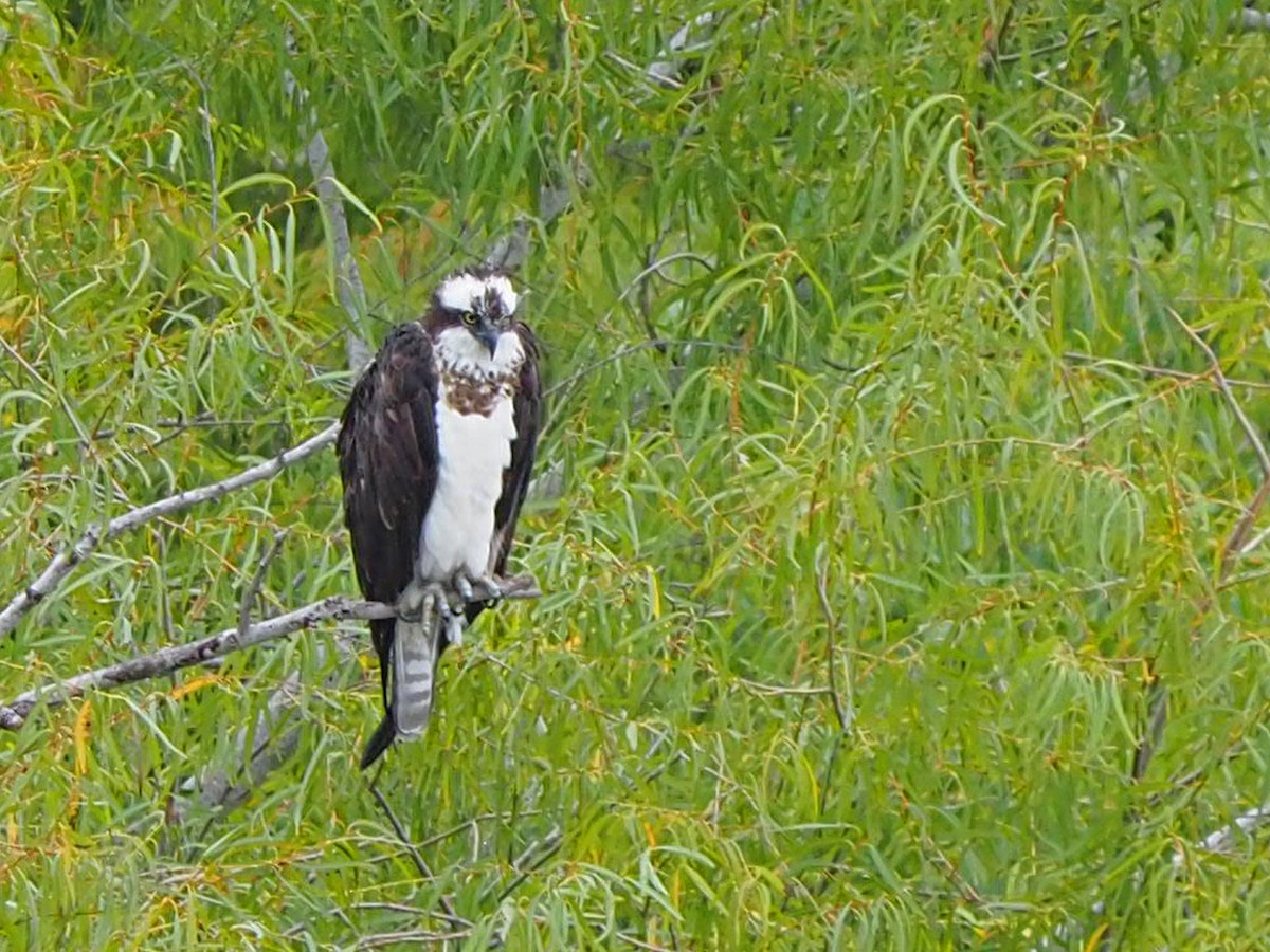 Загасч явлаг - ML646298856