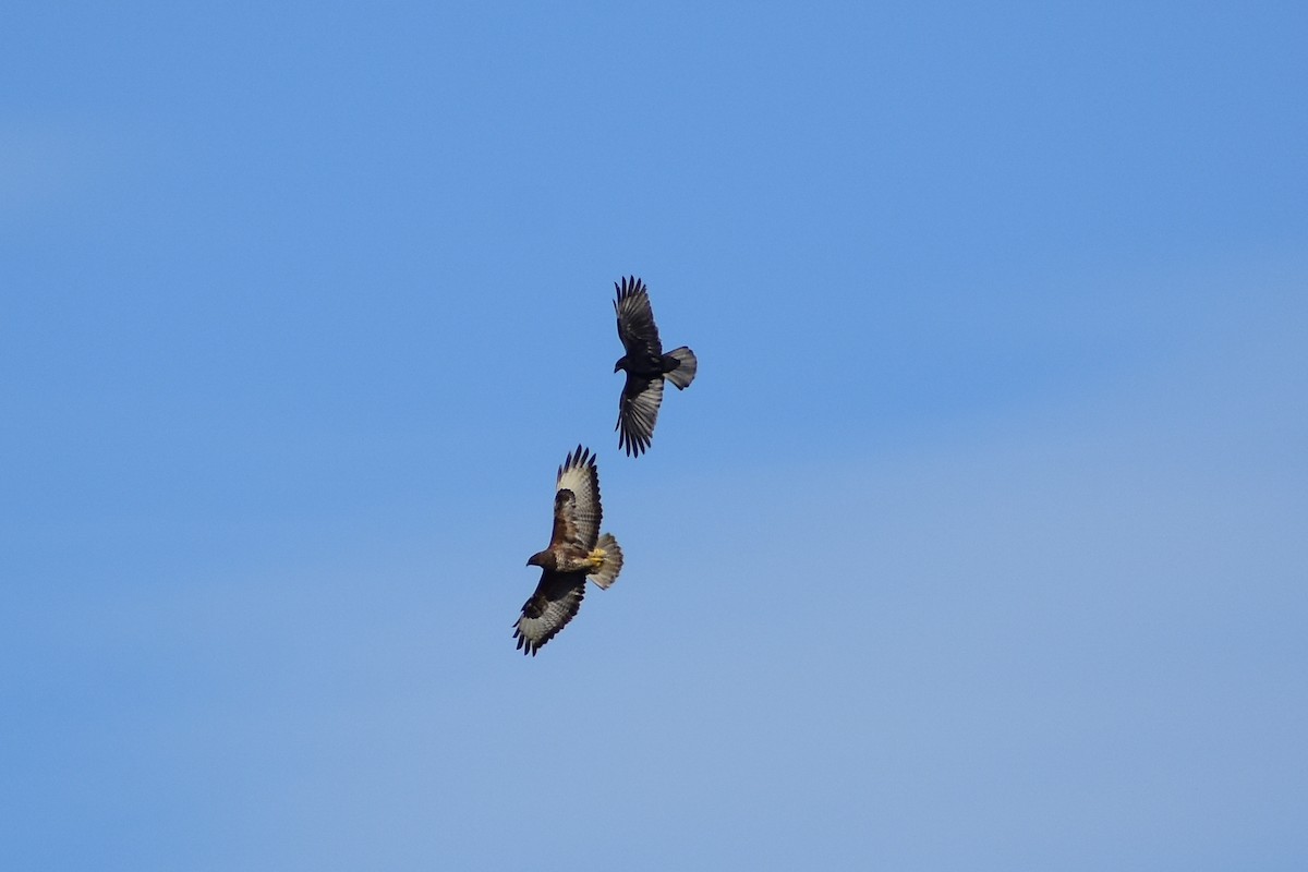 Carrion Crow - ML646298857