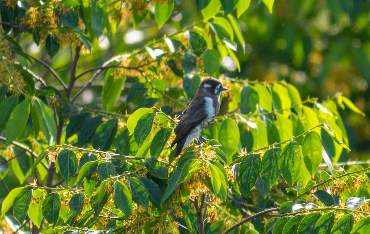 White-browed Purpletuft - ML646298858