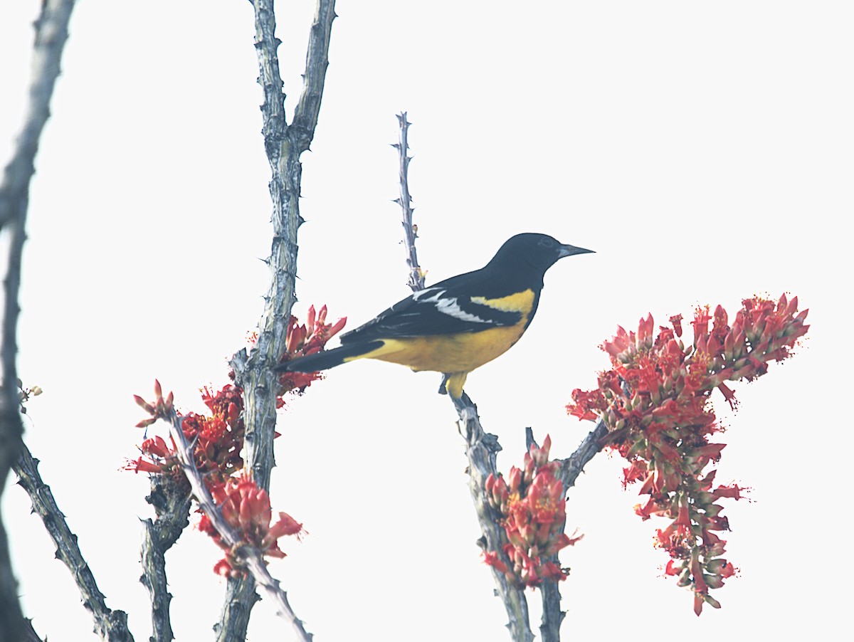 Scott's Oriole - ML646298859