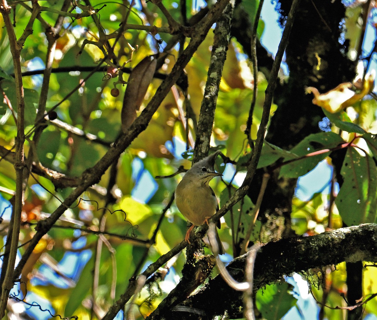 Югина темнокрила - ML646298860