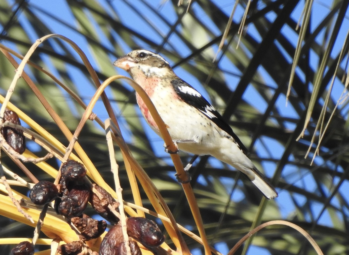 Rose-breasted Grosbeak - ML646298862