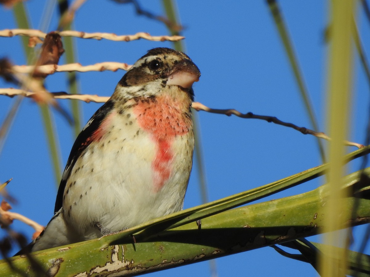 Rose-breasted Grosbeak - ML646298863
