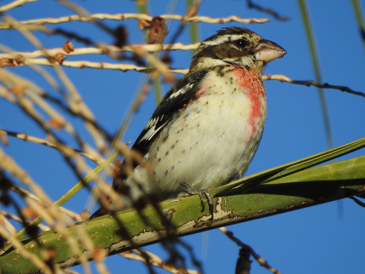 Rose-breasted Grosbeak - ML646298864