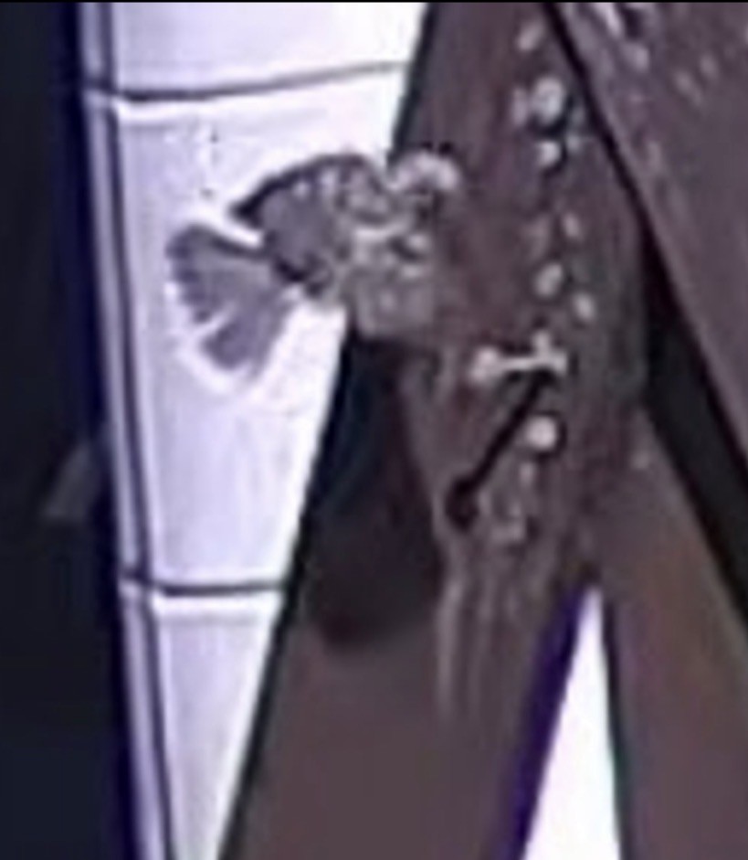 Eastern Wood-Pewee - ML646298867