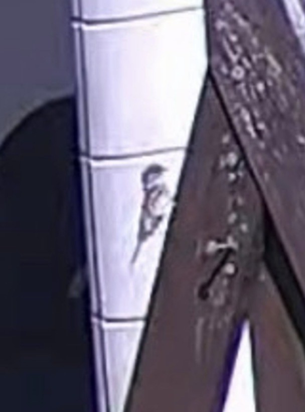 Eastern Wood-Pewee - ML646298868