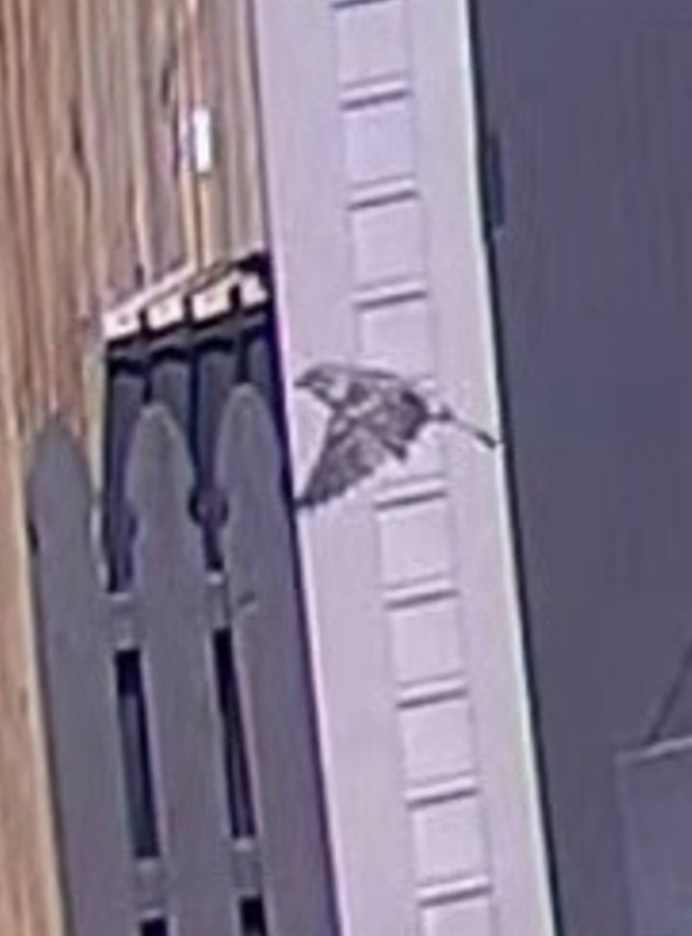 Eastern Wood-Pewee - ML646298869