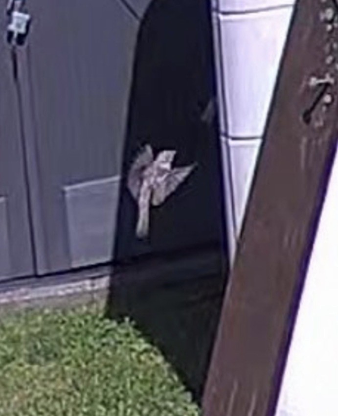 Eastern Wood-Pewee - ML646298870