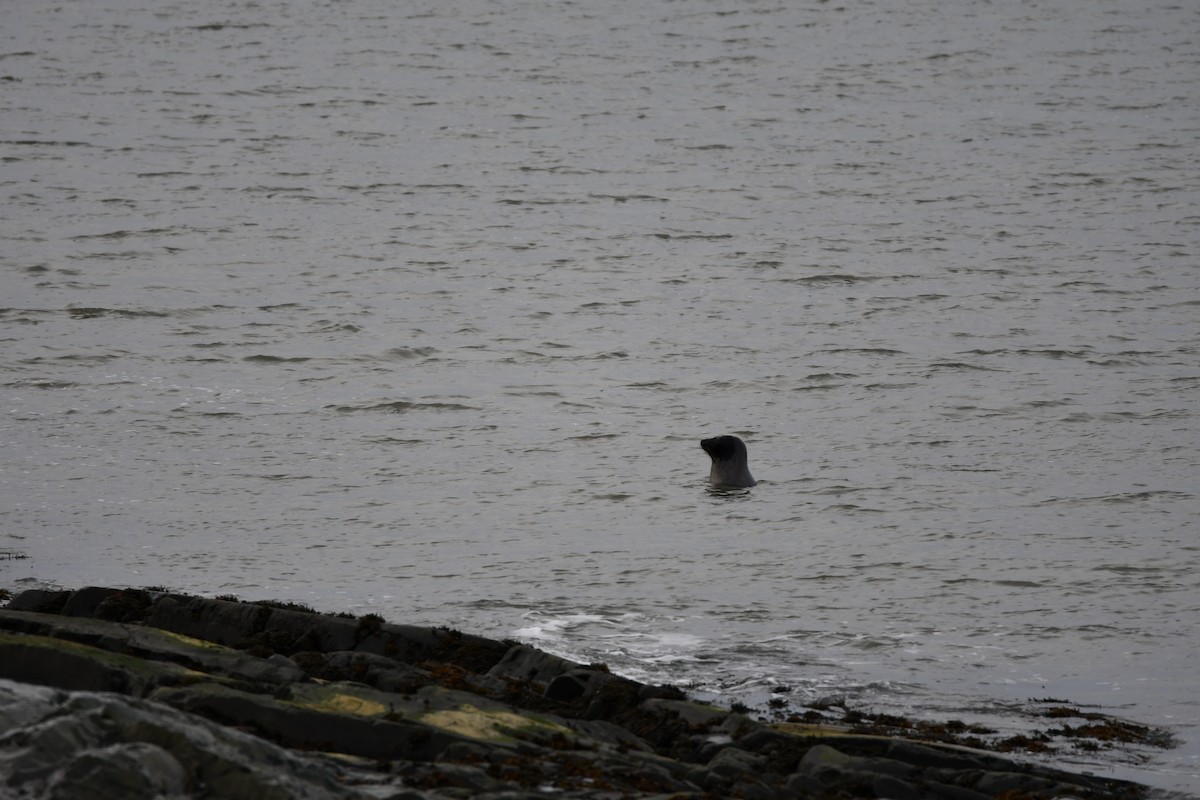 Harp Seal - ML646298873