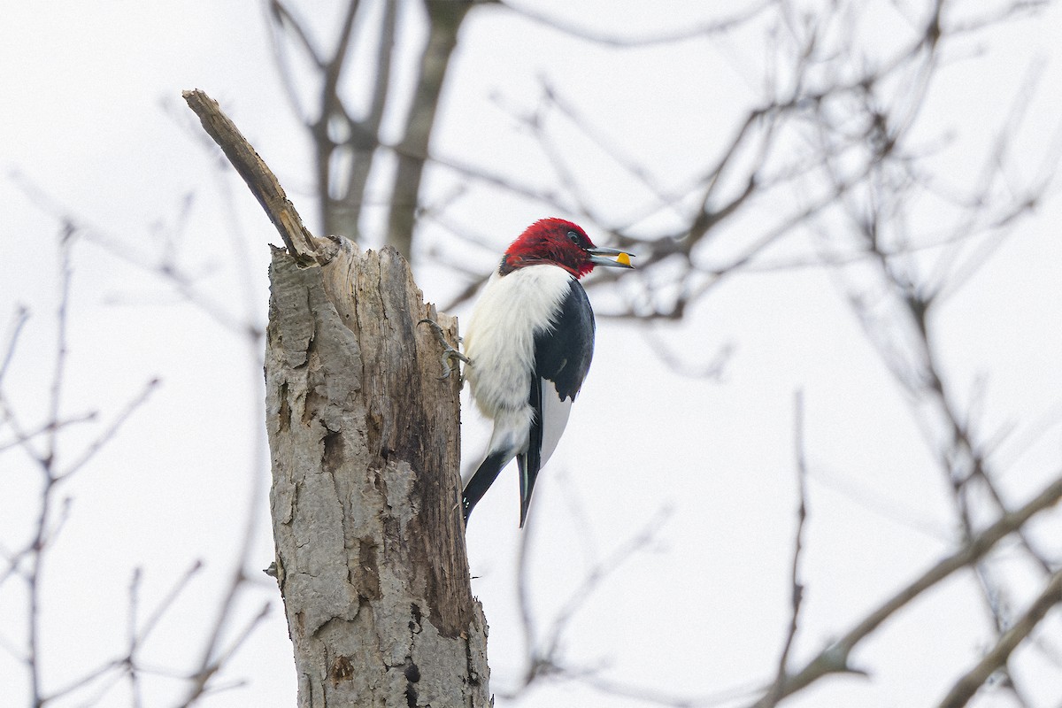 Red-headed Woodpecker - ML646298875
