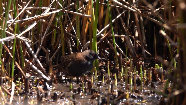 Погонич американський (підвид tuerosi) - ML646298877