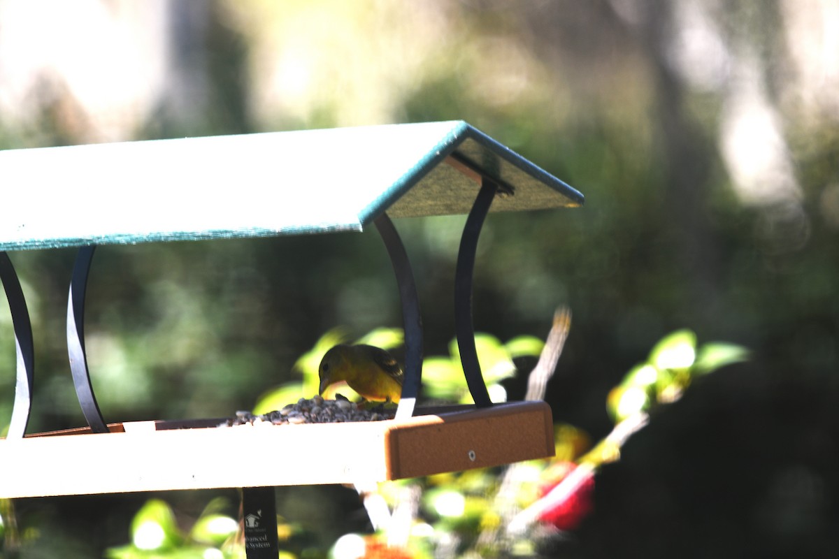 Western Tanager - ML646298880