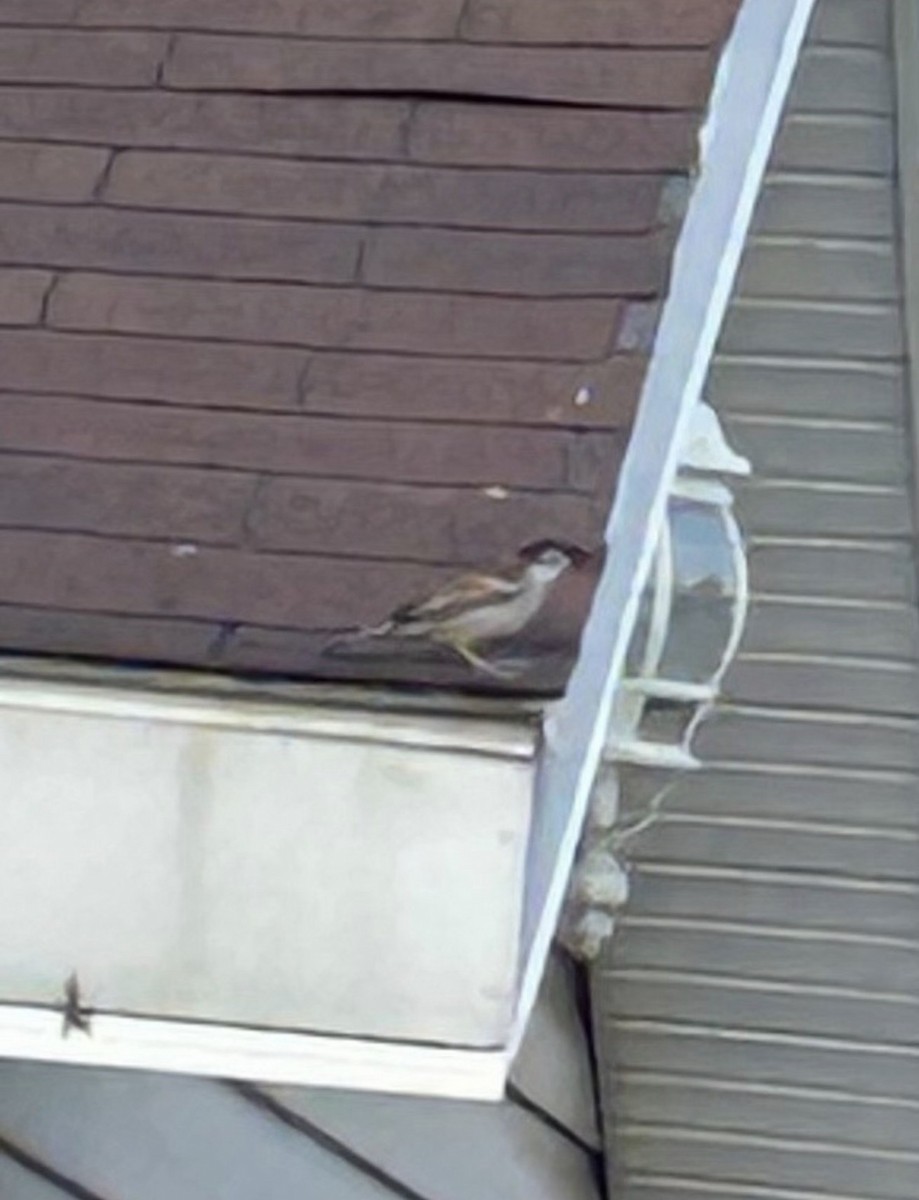 House Sparrow - ML646298882