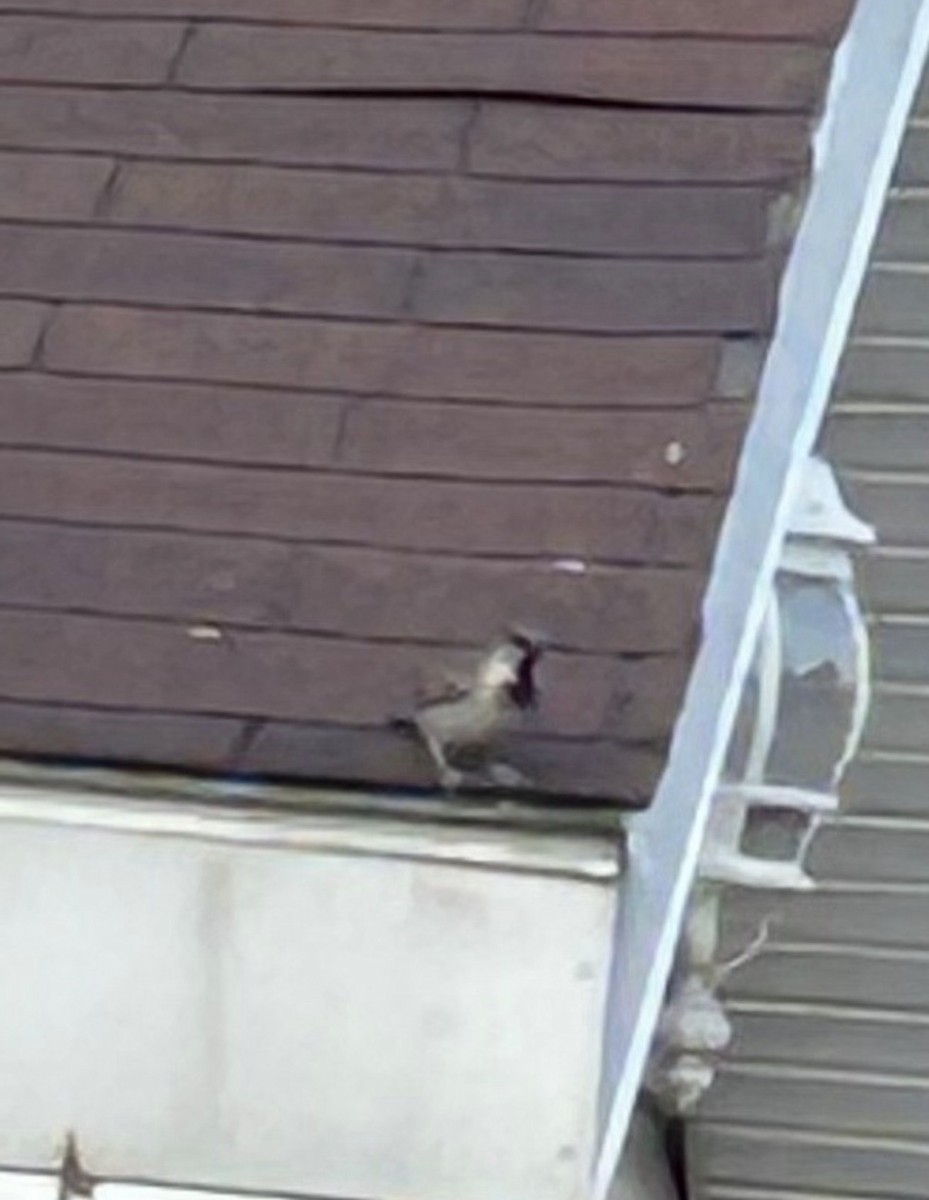 House Sparrow - ML646298884