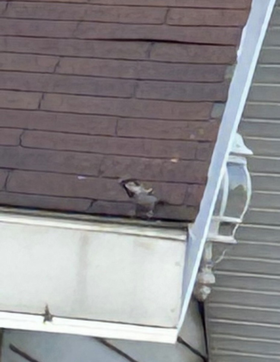 House Sparrow - ML646298885