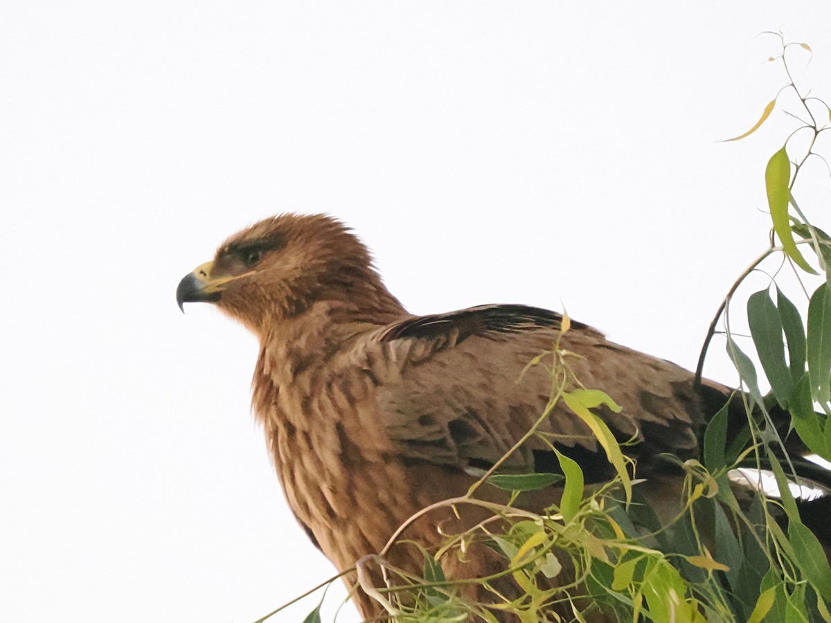 Tawny Eagle - ML646298886