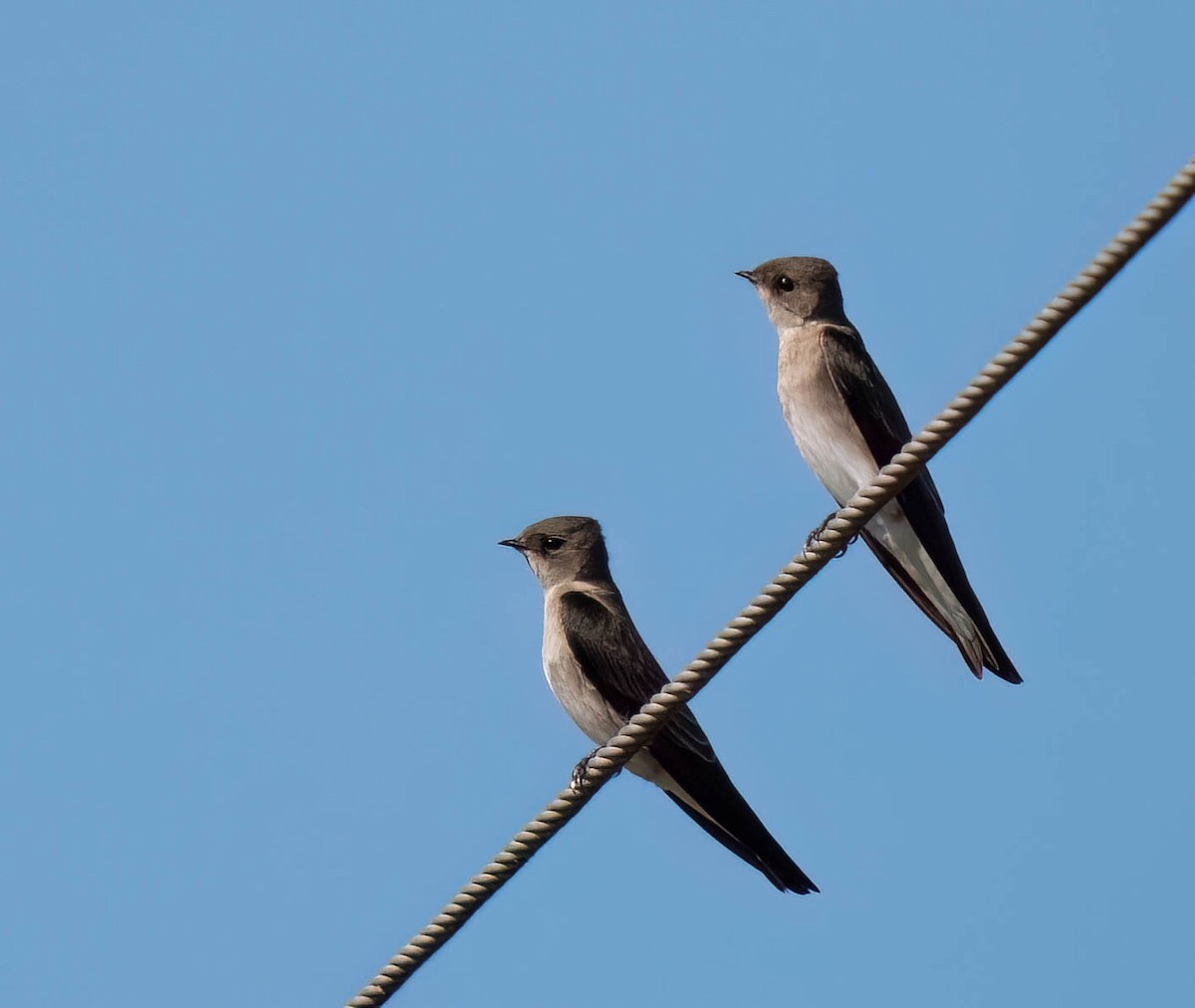 nordtaggsvale - ML646298887