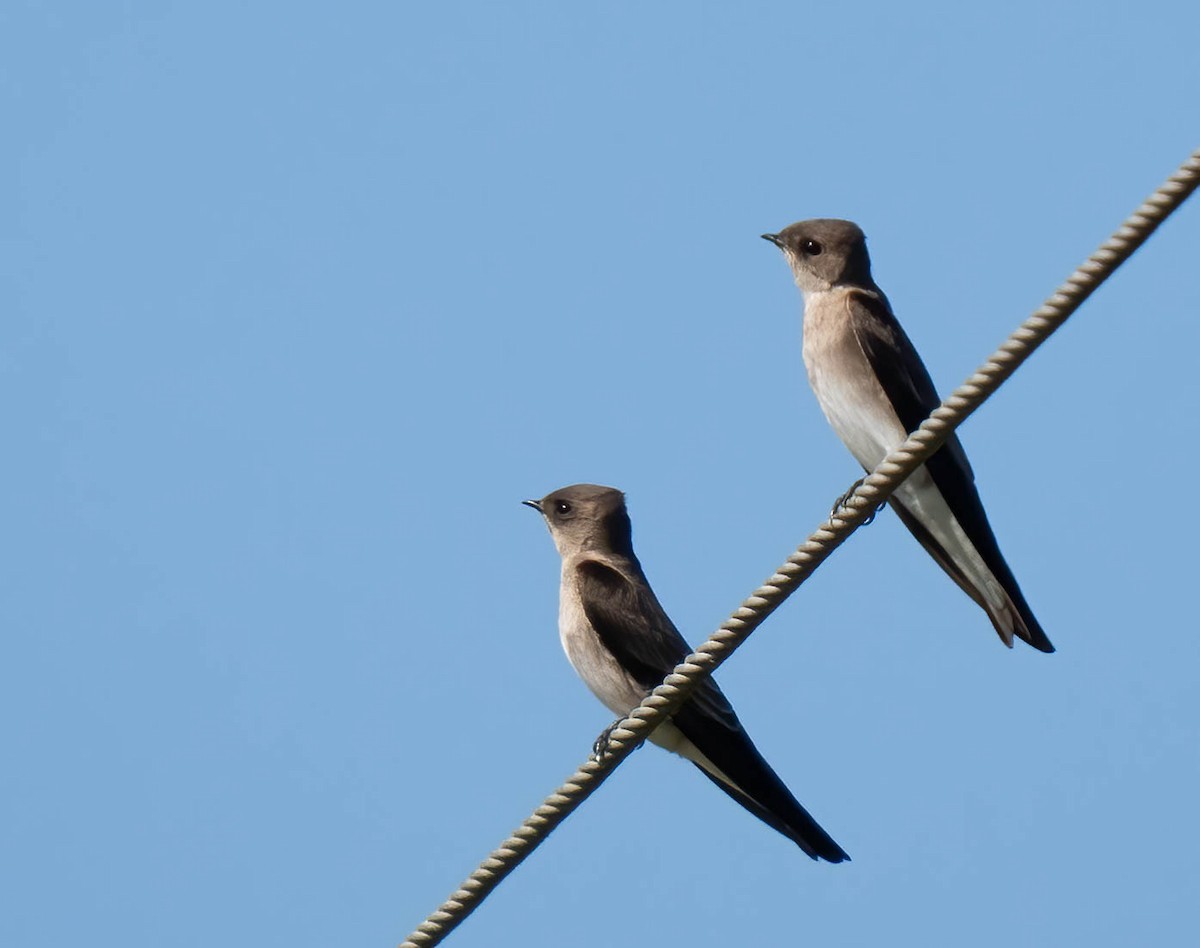 nordtaggsvale - ML646298888