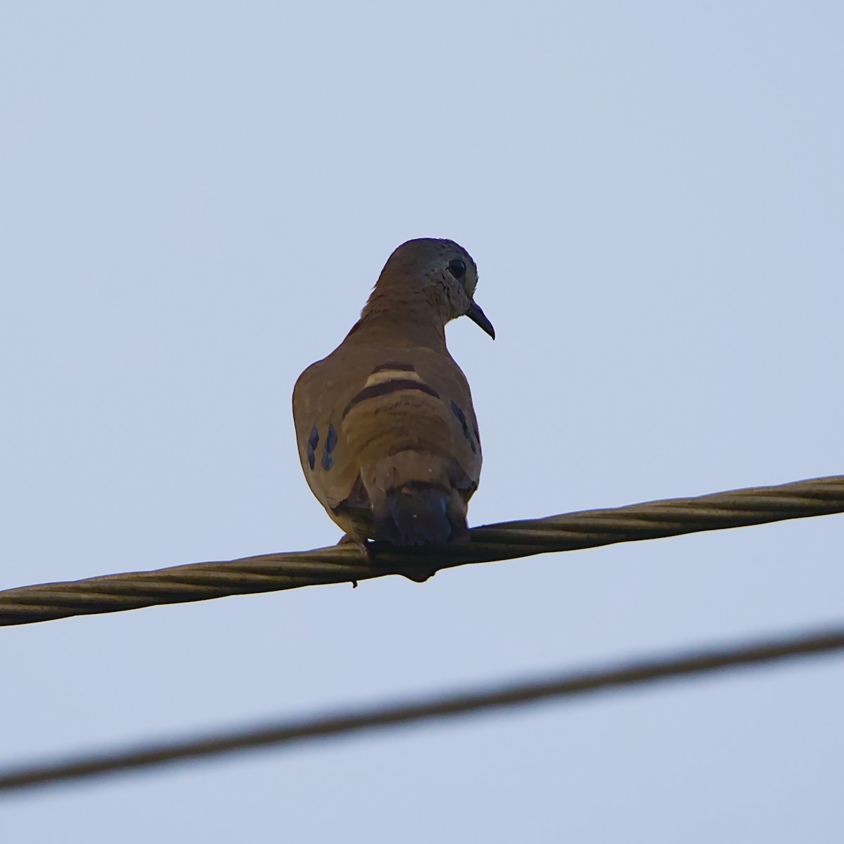 Palomita Aliverde - ML646298890