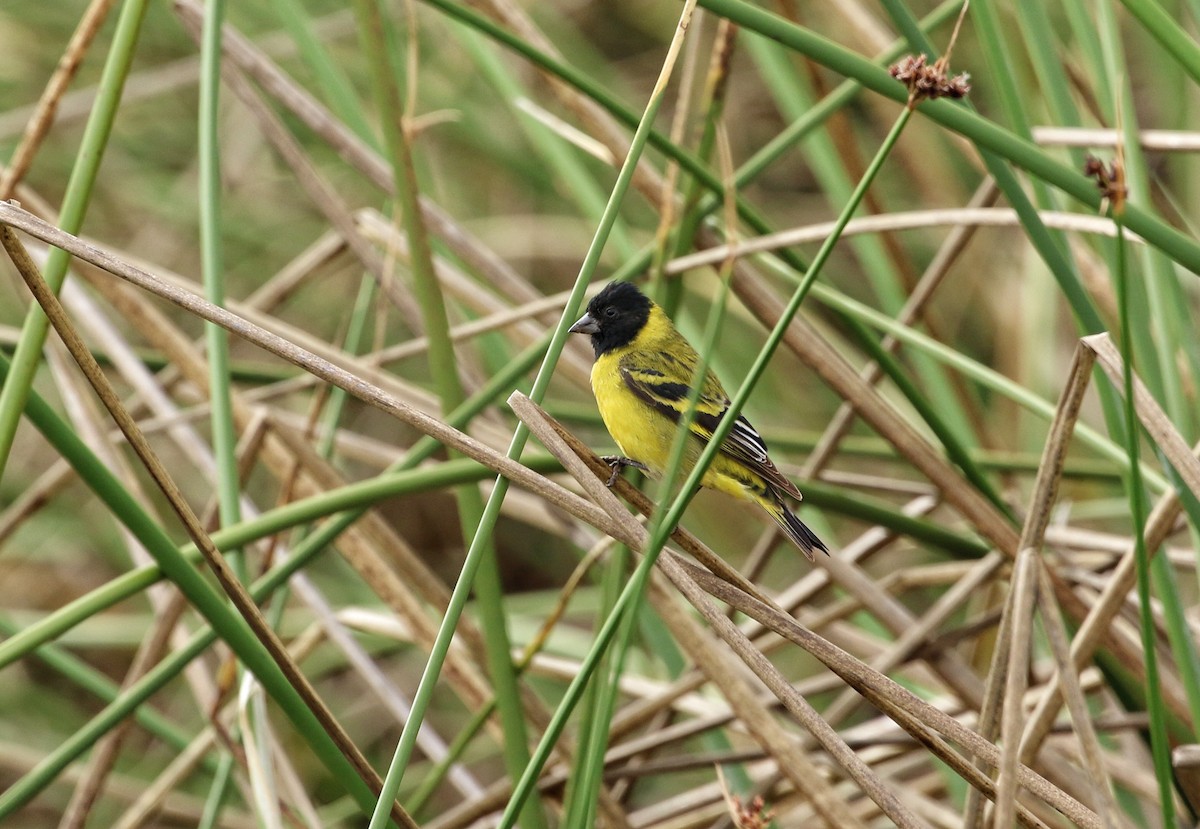 Hooded Siskin - ML646298894