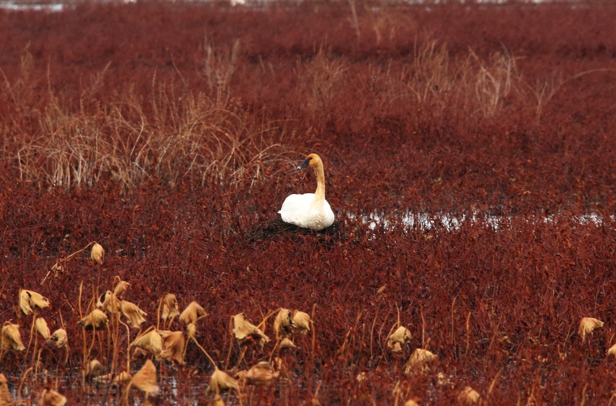 Trumpeter Swan - ML646298895