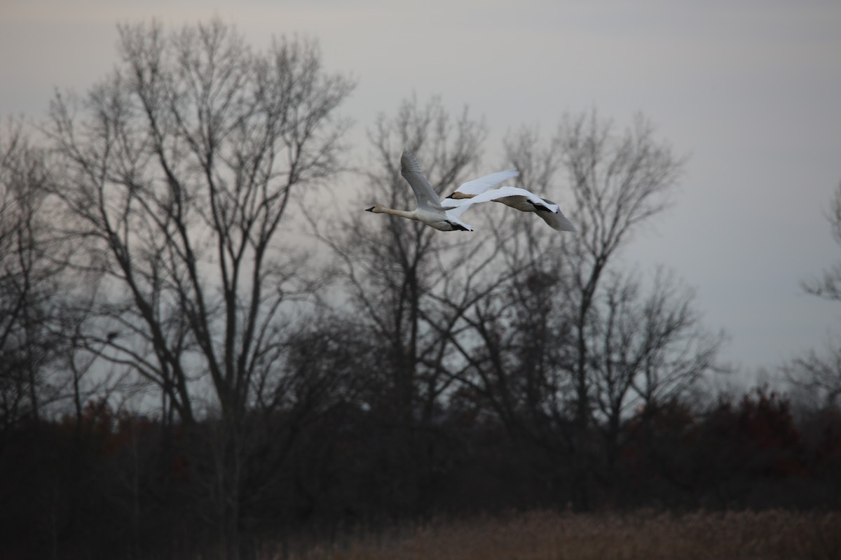 Trumpeter Swan - ML646298896