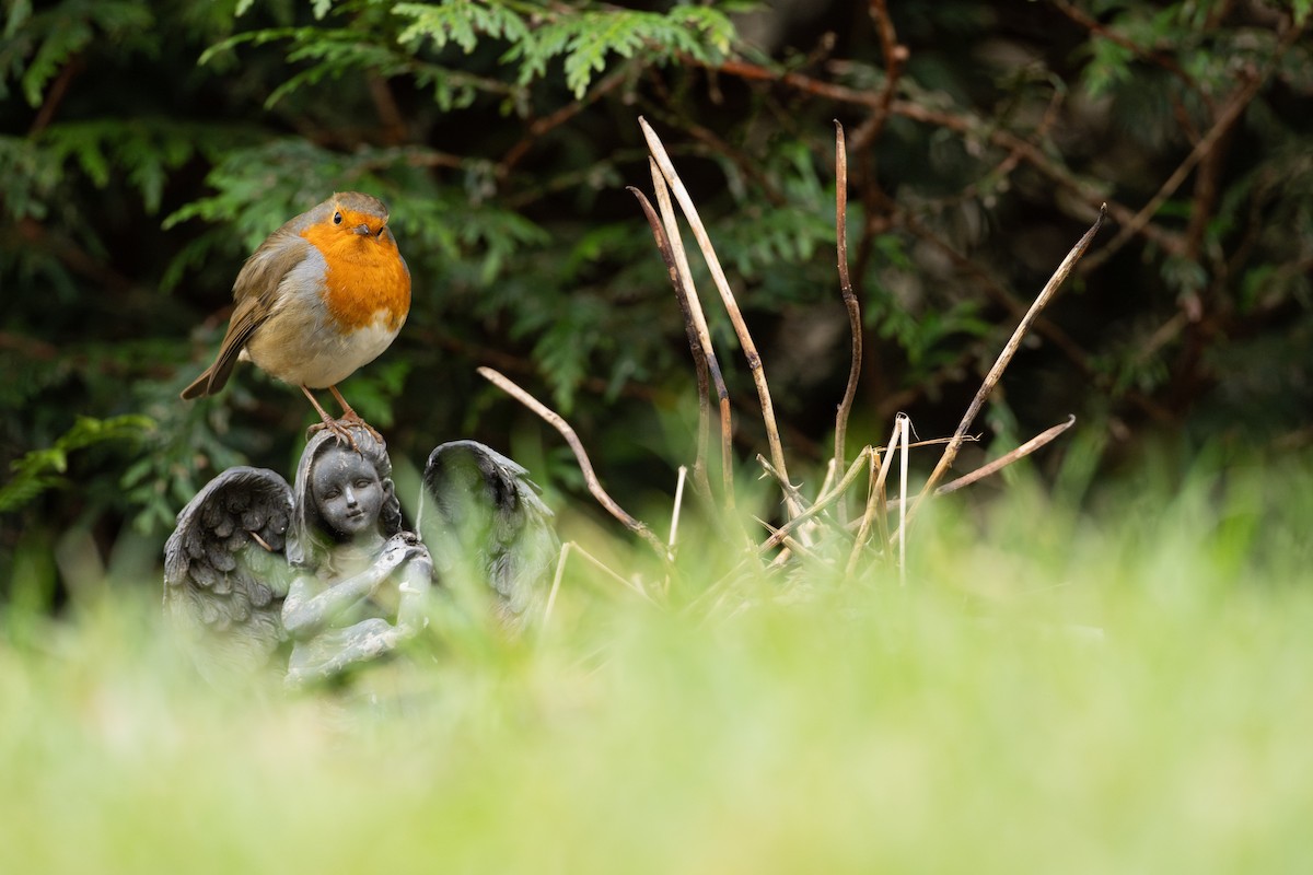 European Robin - ML646298897