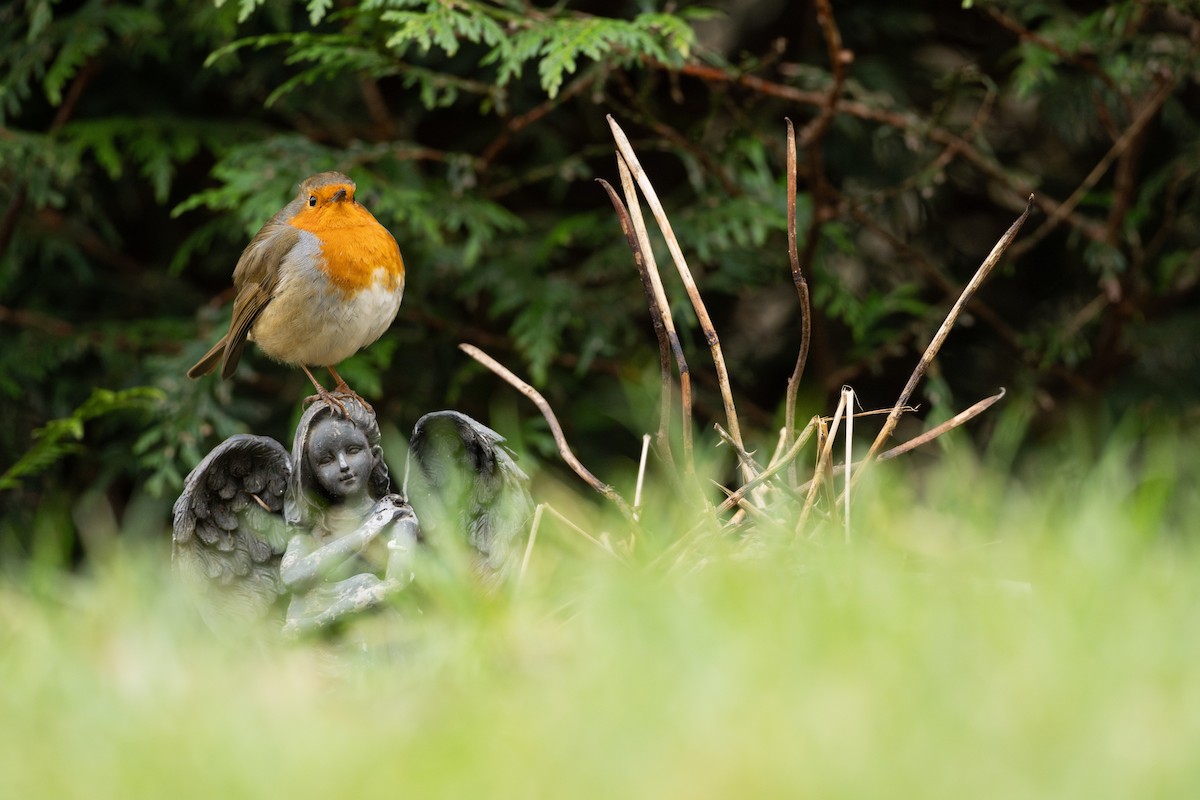 European Robin - ML646298898