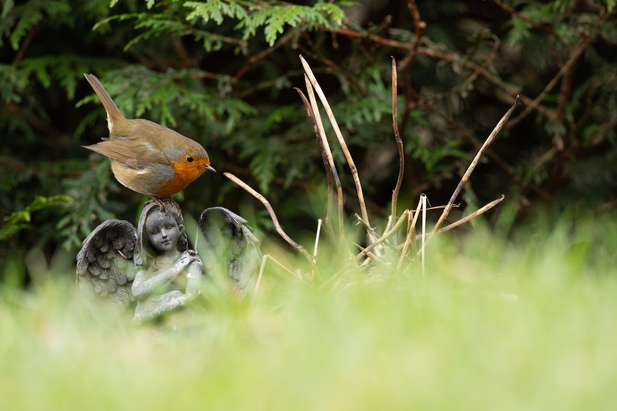 European Robin - ML646298899