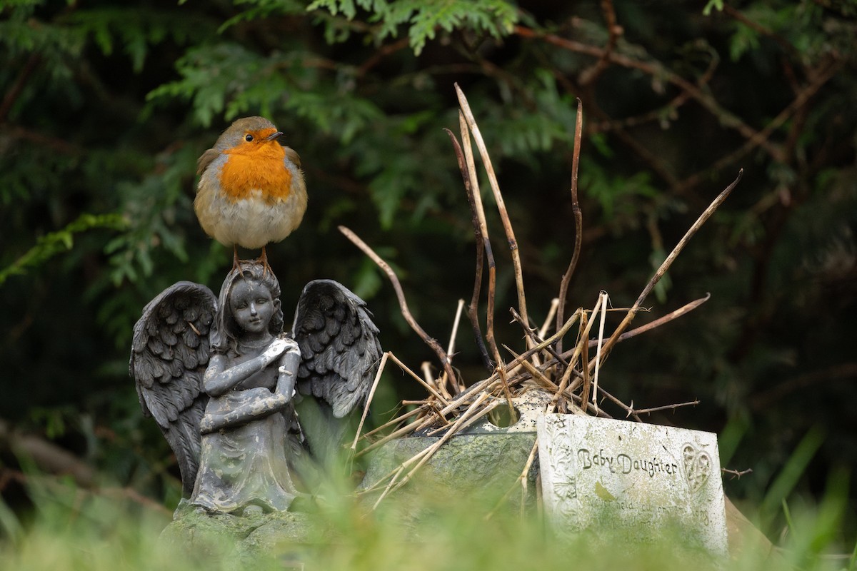 Petirrojo Europeo - ML646298901