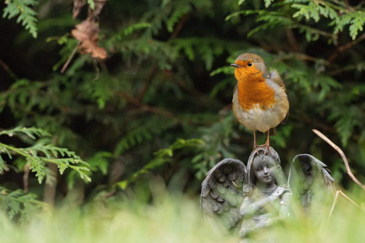 Petirrojo Europeo - ML646298902