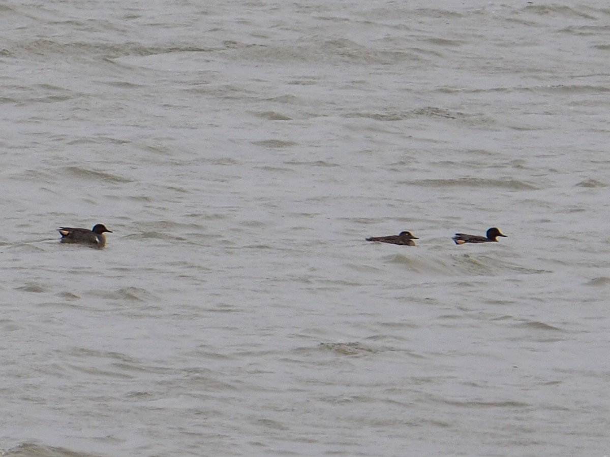 Green-winged Teal - ML646298904