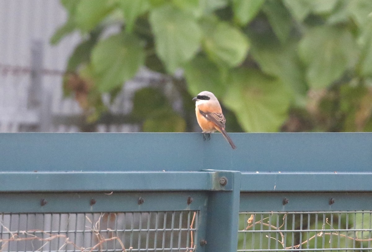 Long-tailed Shrike - ML646298907