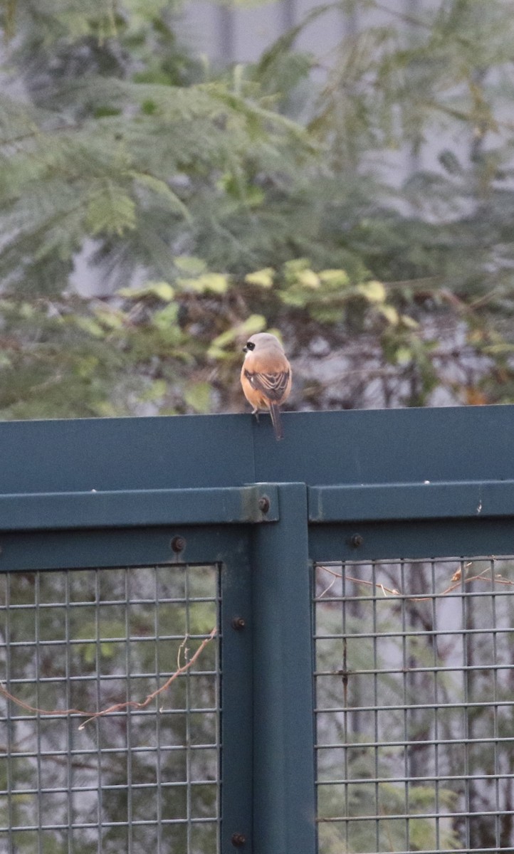 Long-tailed Shrike - ML646298908