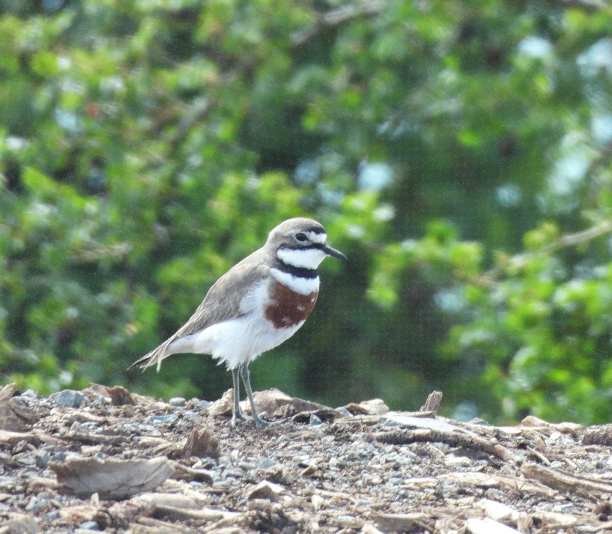 Double-banded Plover - ML646298910