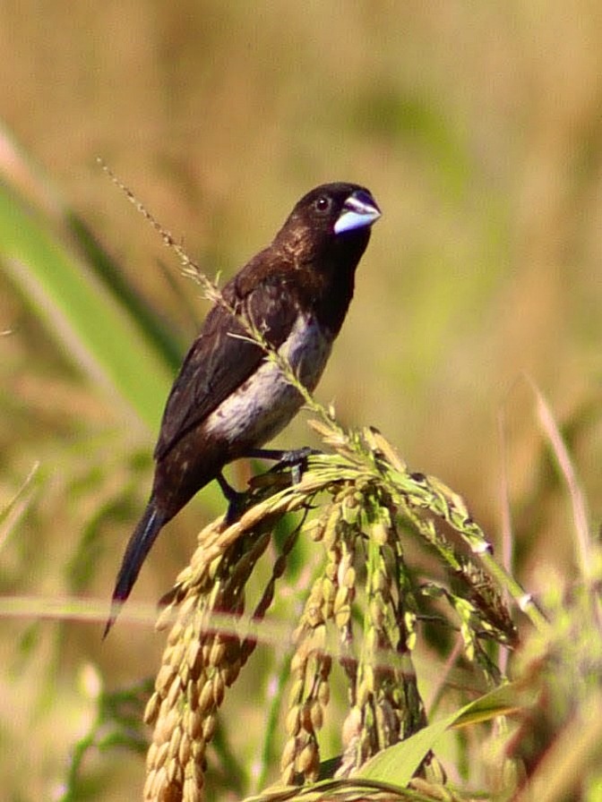 White-rumped Munia - ML646298912