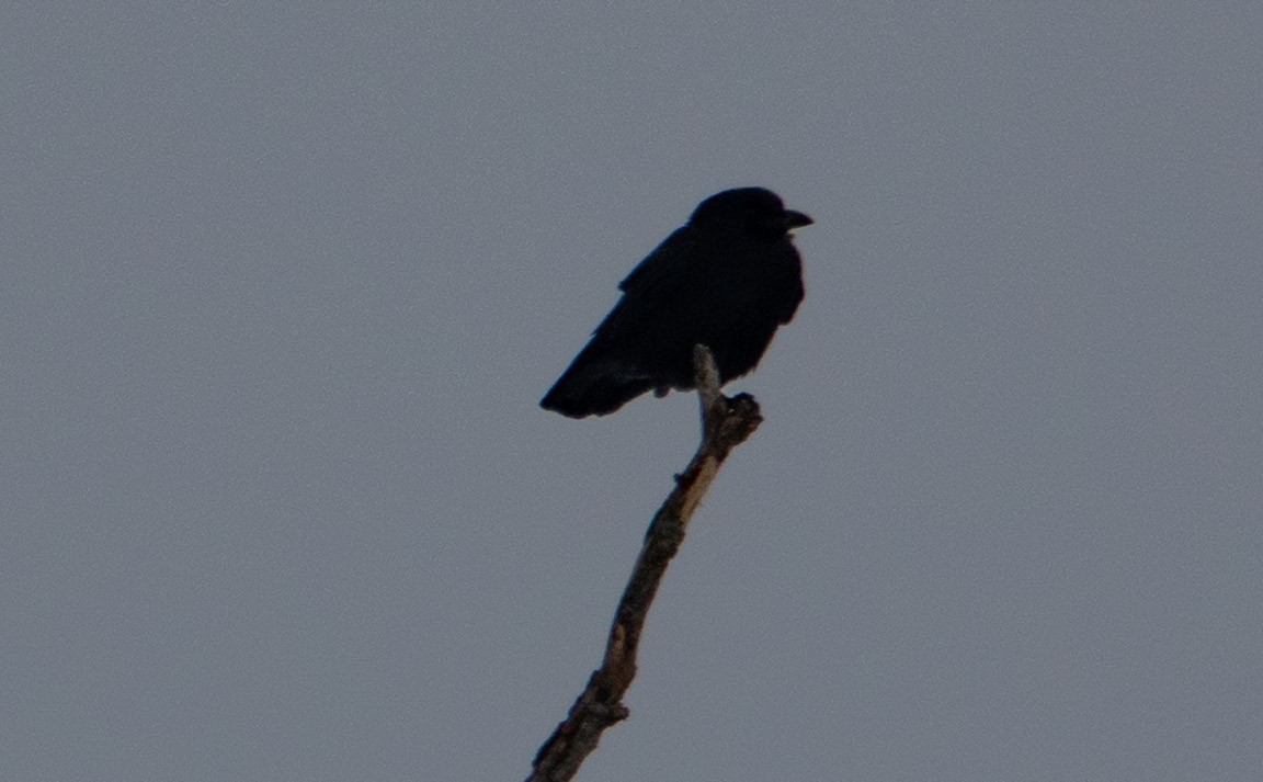 Fish Crow - ML646298914