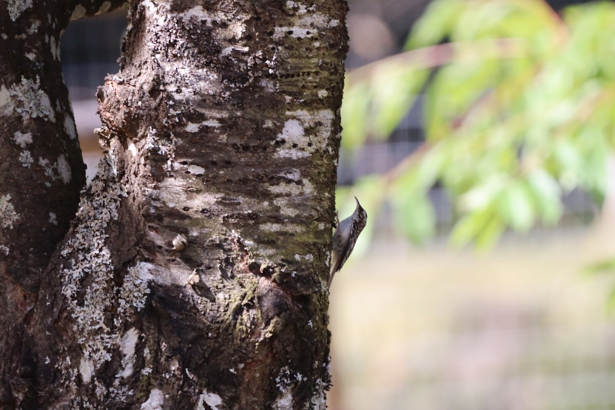 Agateador Americano - ML646298915