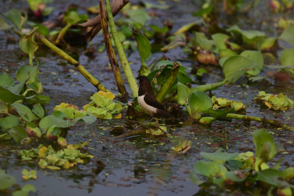 Capuchino Culiblanco - ML646298917