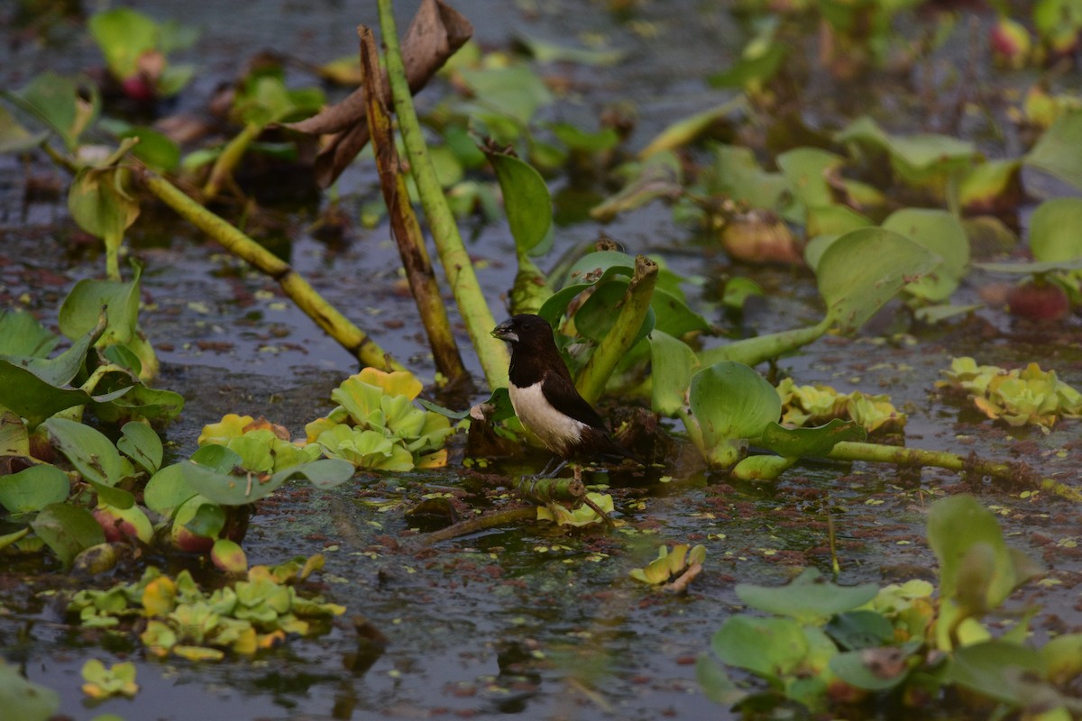 Capuchino Culiblanco - ML646298918