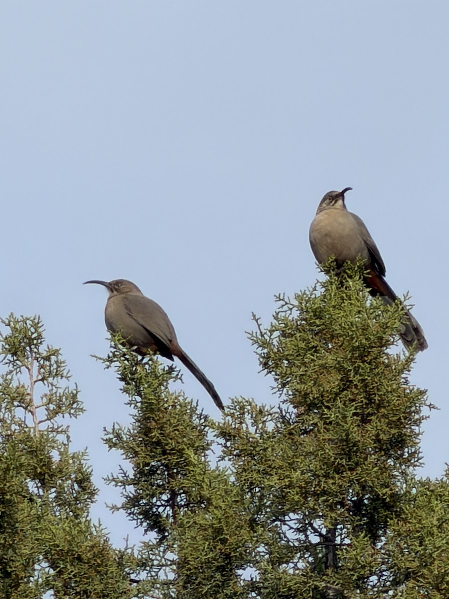 Cuitlacoche Culirrojo - ML646298920