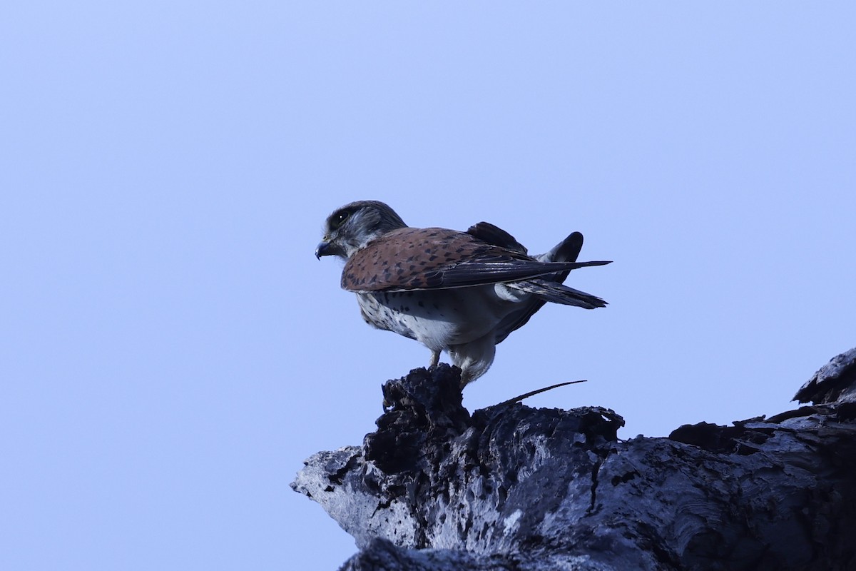 Cernícalo de Aldabra - ML646298921