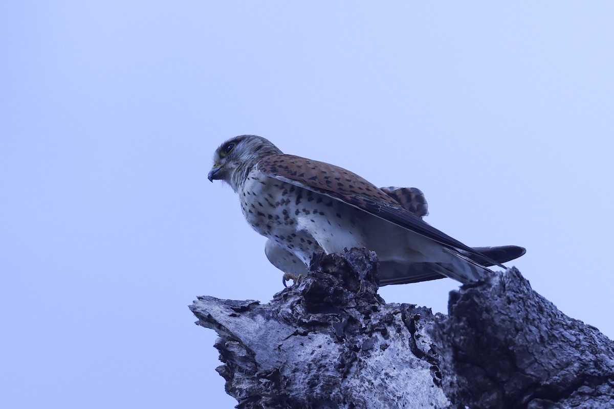 Cernícalo de Aldabra - ML646298922
