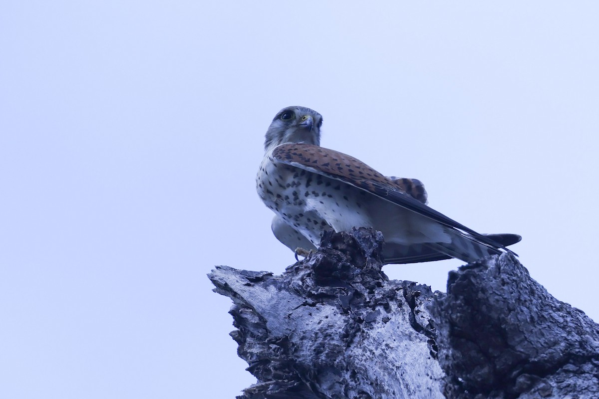 Cernícalo de Aldabra - ML646298924