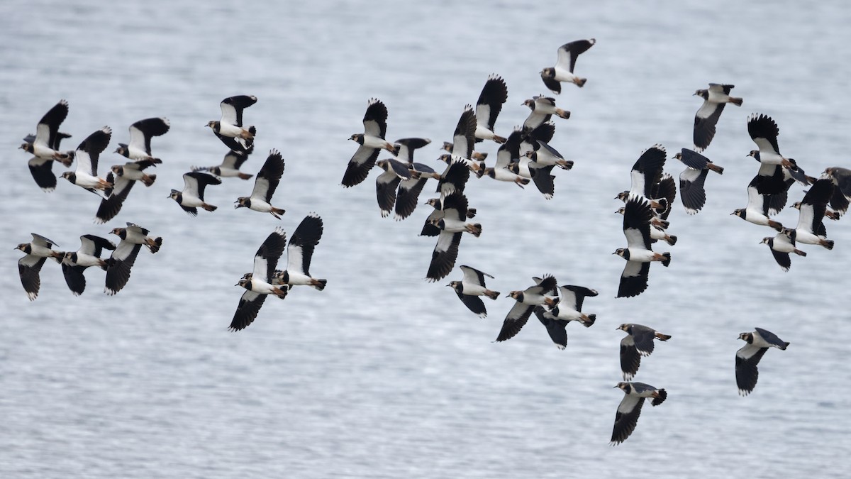 Avefría Europea - ML646298926