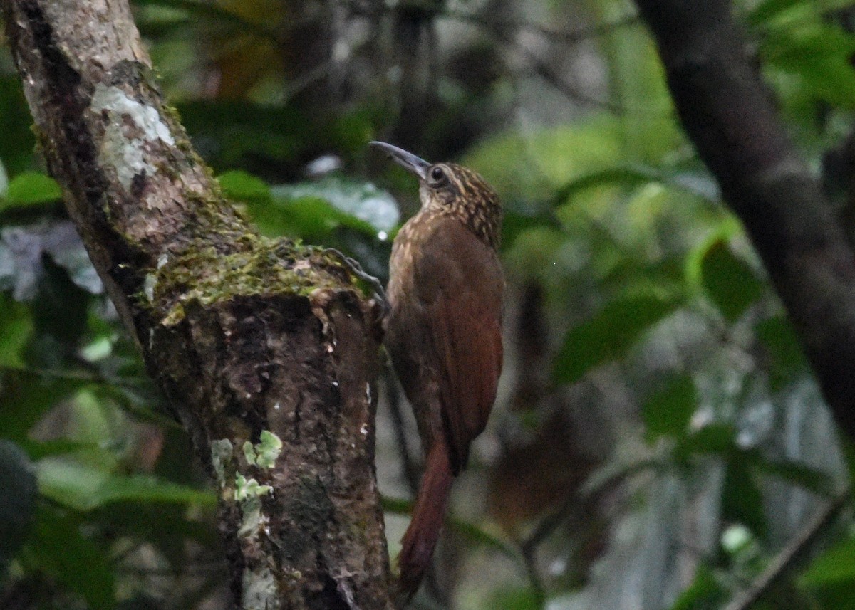 Trepatroncos Cacao - ML646298927